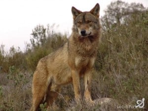 phoca_thumb_l_img_1248778567_797